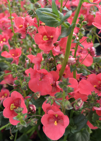 Diascia  'Redstart'